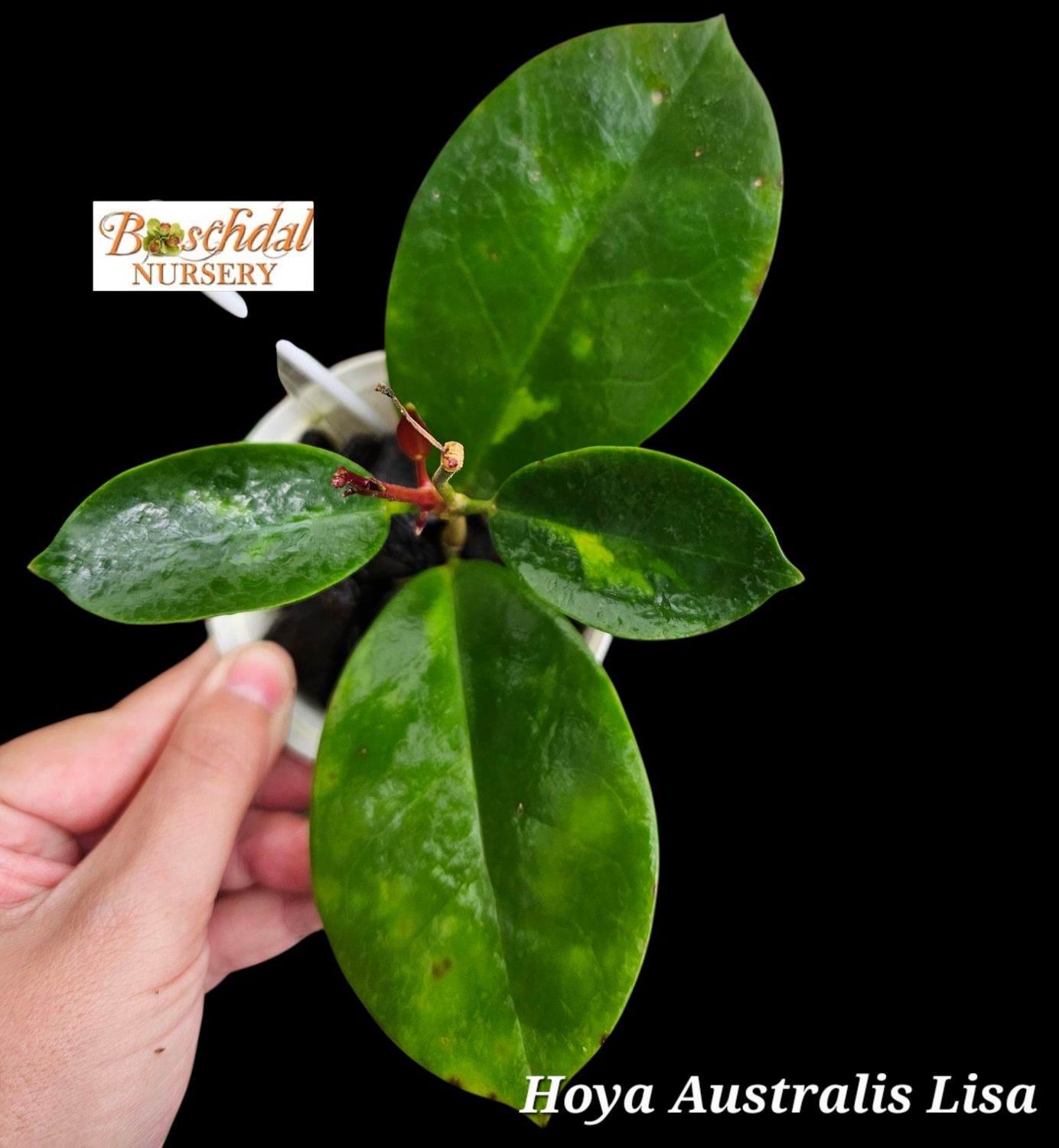 Hoya Australis Lisa low var Hoya Australis Lisa low var