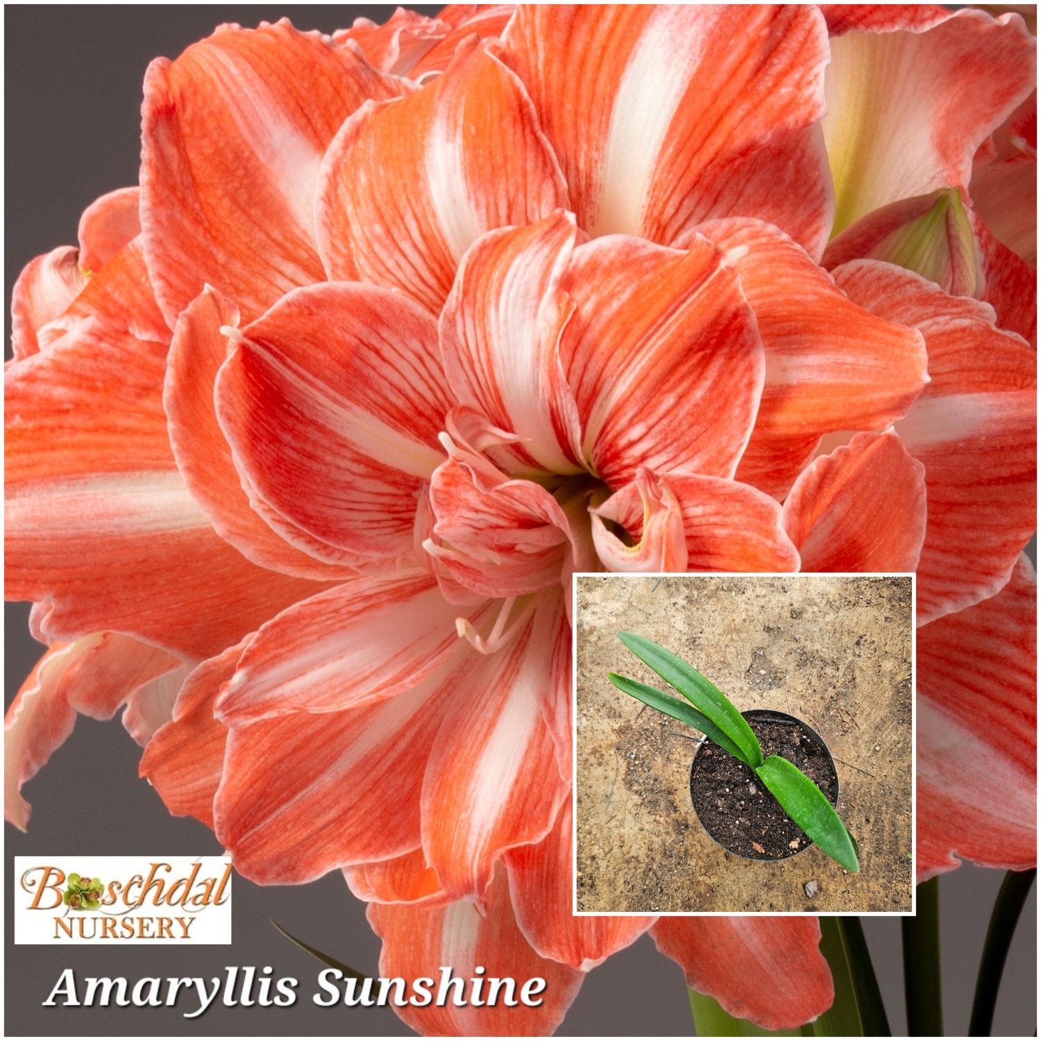 Amaryllis Sunshine small bulb