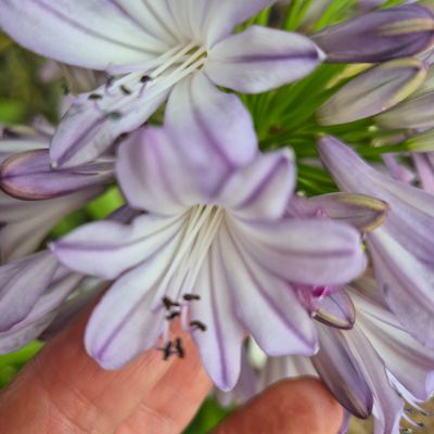 Agapanthus MM