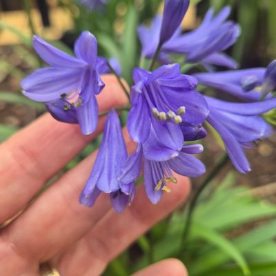 Agapanthus Purple cloud