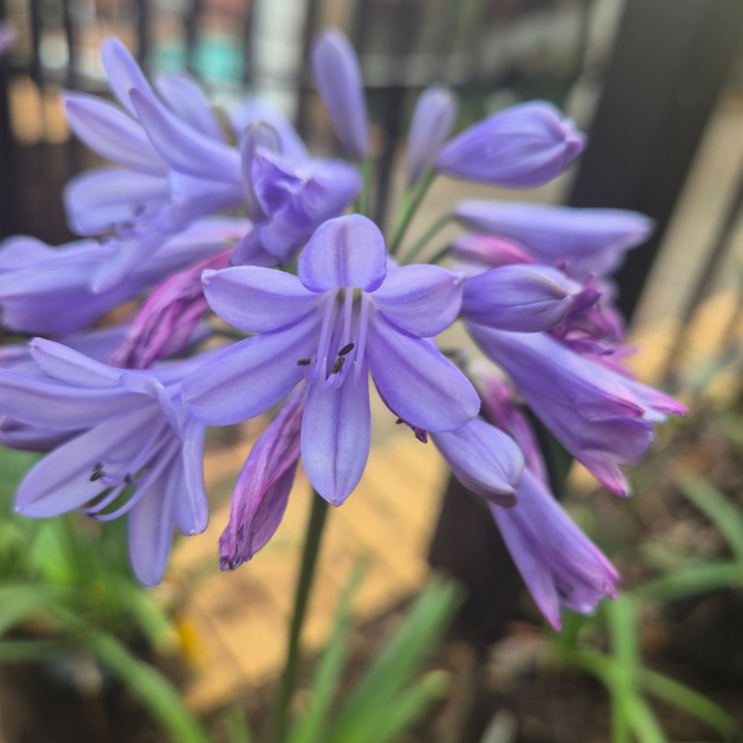 Agapanthus bingo blue Agapanthus bingo blue