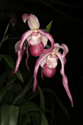 Phragmipedium Shoederae