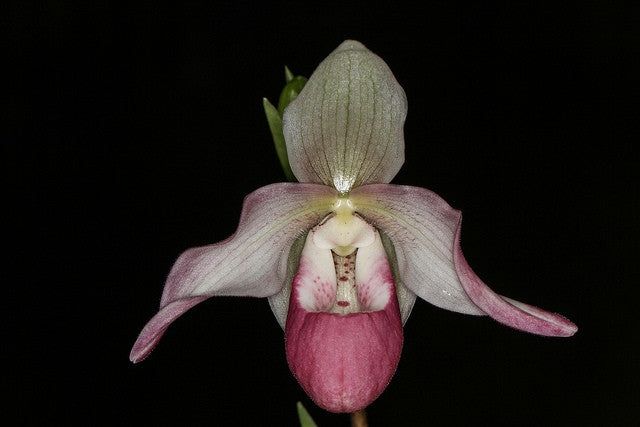 Phragmipedium  cardinale Phragmipedium  cardinale