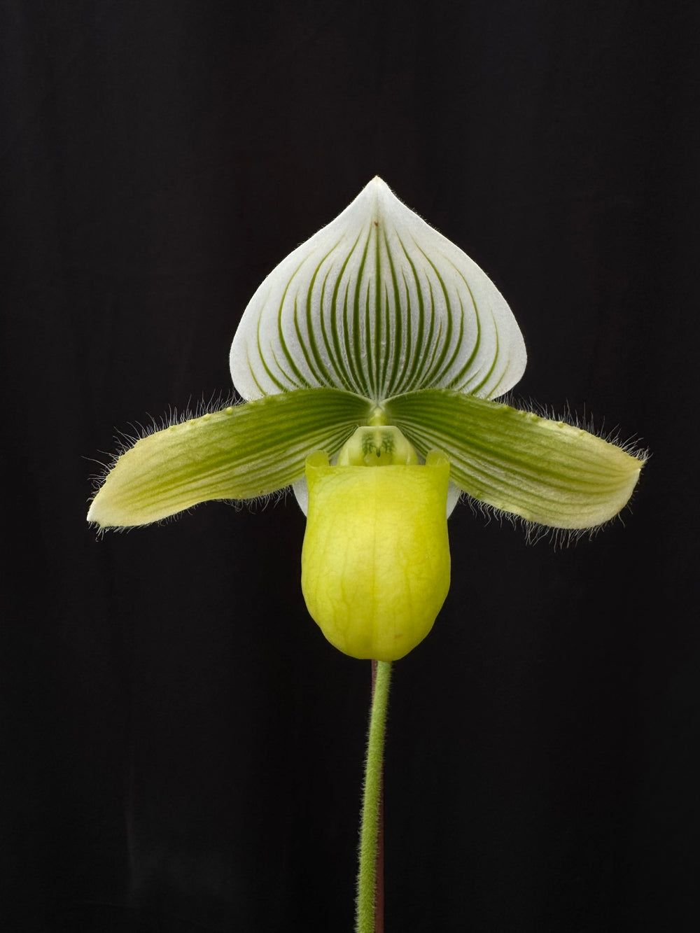 Paphiopedilum yung-Jia century  x hsinying macbeth Paphiopedilum yung-Jia century  x hsinying macbeth
