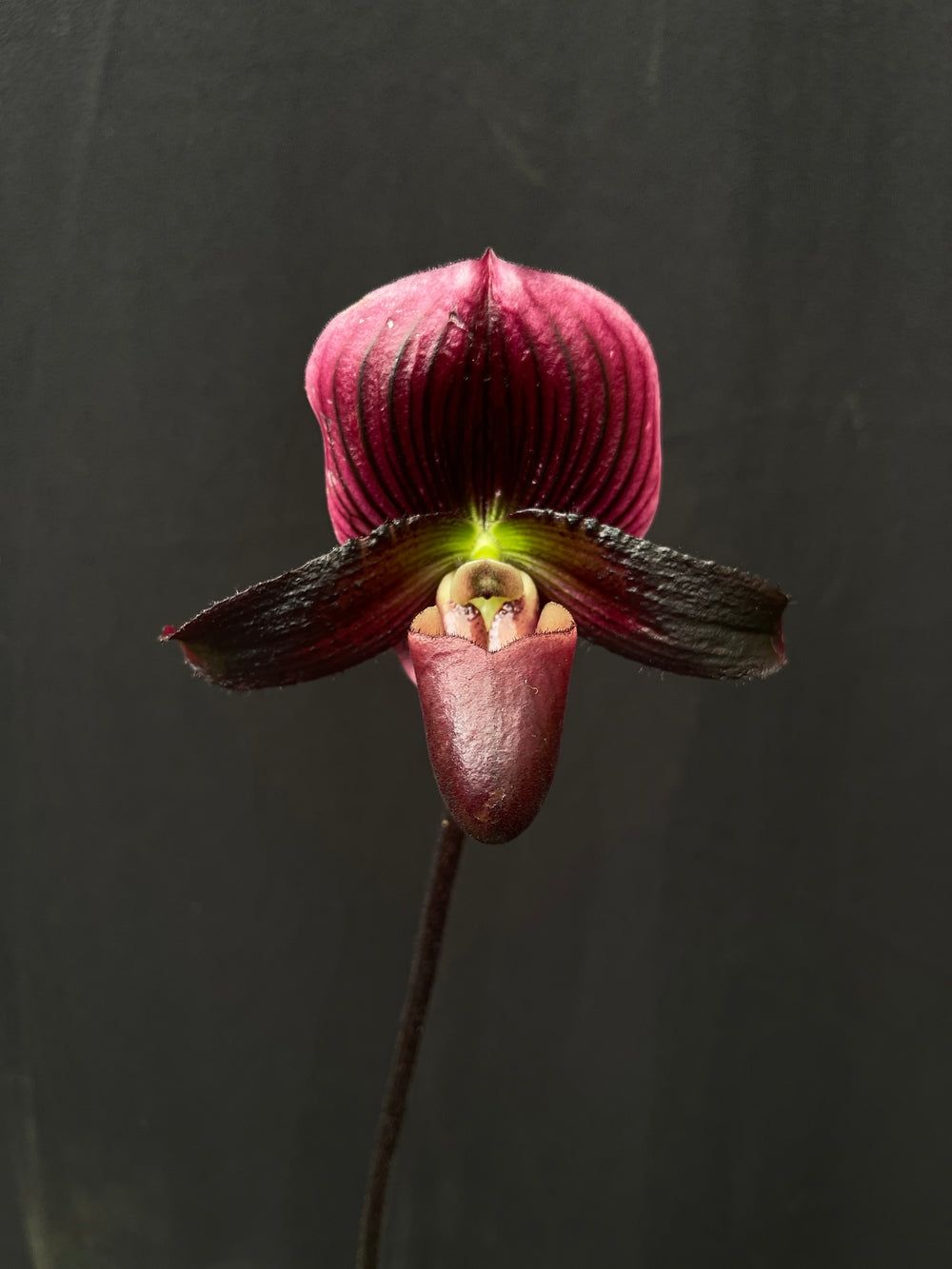 Paphiopedilum (Hung Sheng golf x Hsinying web] x Hsinying love