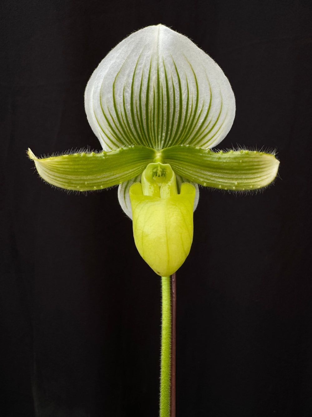 Paphiopedilum Hung Sheng- jewel x Yung Jia mishima Paphiopedilum Hung Sheng- jewel x Yung Jia mishima