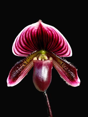 Paphiopedilum Hung Sheng red apple x Hung Sheng dream