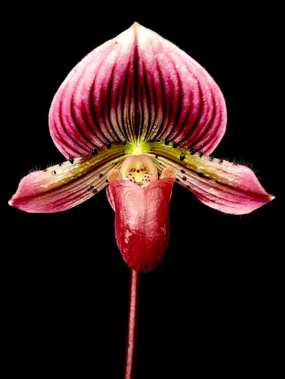 Paphiopedilum Shi-Yi heart x [Hung Sheng bay x Hung Sheng sea]