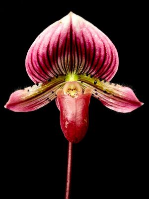 Paphiopedilum Shi-Yi heart x [Hung Sheng bay x Hung Sheng sea]