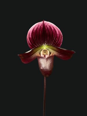 Paphiopedilum Shin-Yi apple x Hsingying love