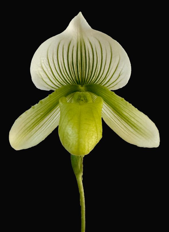 Paphiopedilum shung-Fa Alex x Hilo key lime Paphiopedilum shung-Fa Alex x Hilo key lime
