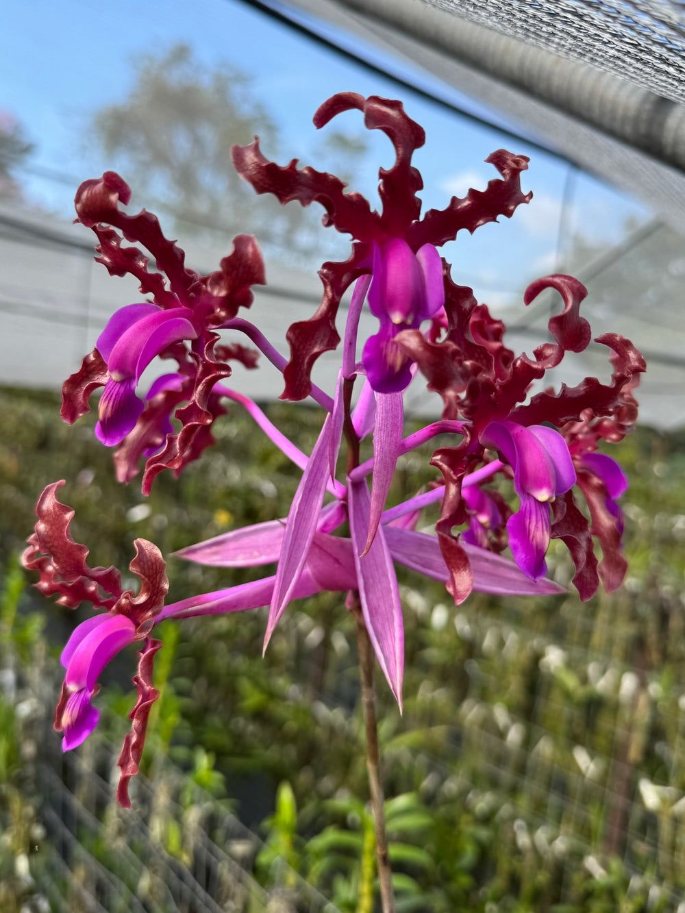 Laelia Kruger curls Laelia Kruger curls