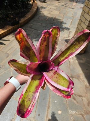 Neoregelia Coconut Ice