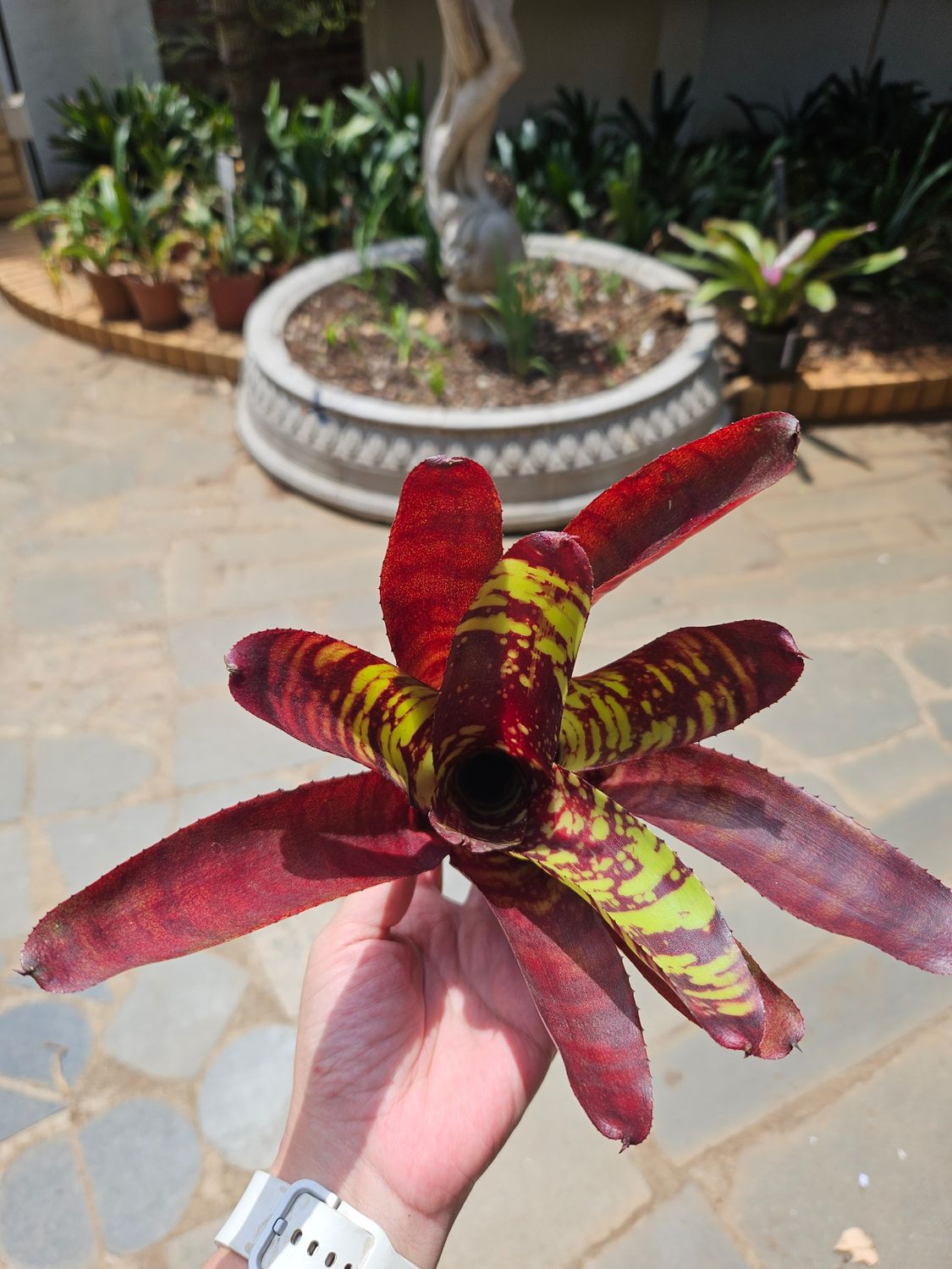 Neoregelia Guacamole Neoregelia Guacamole