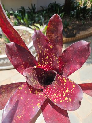 Neoregelia Sun Valley