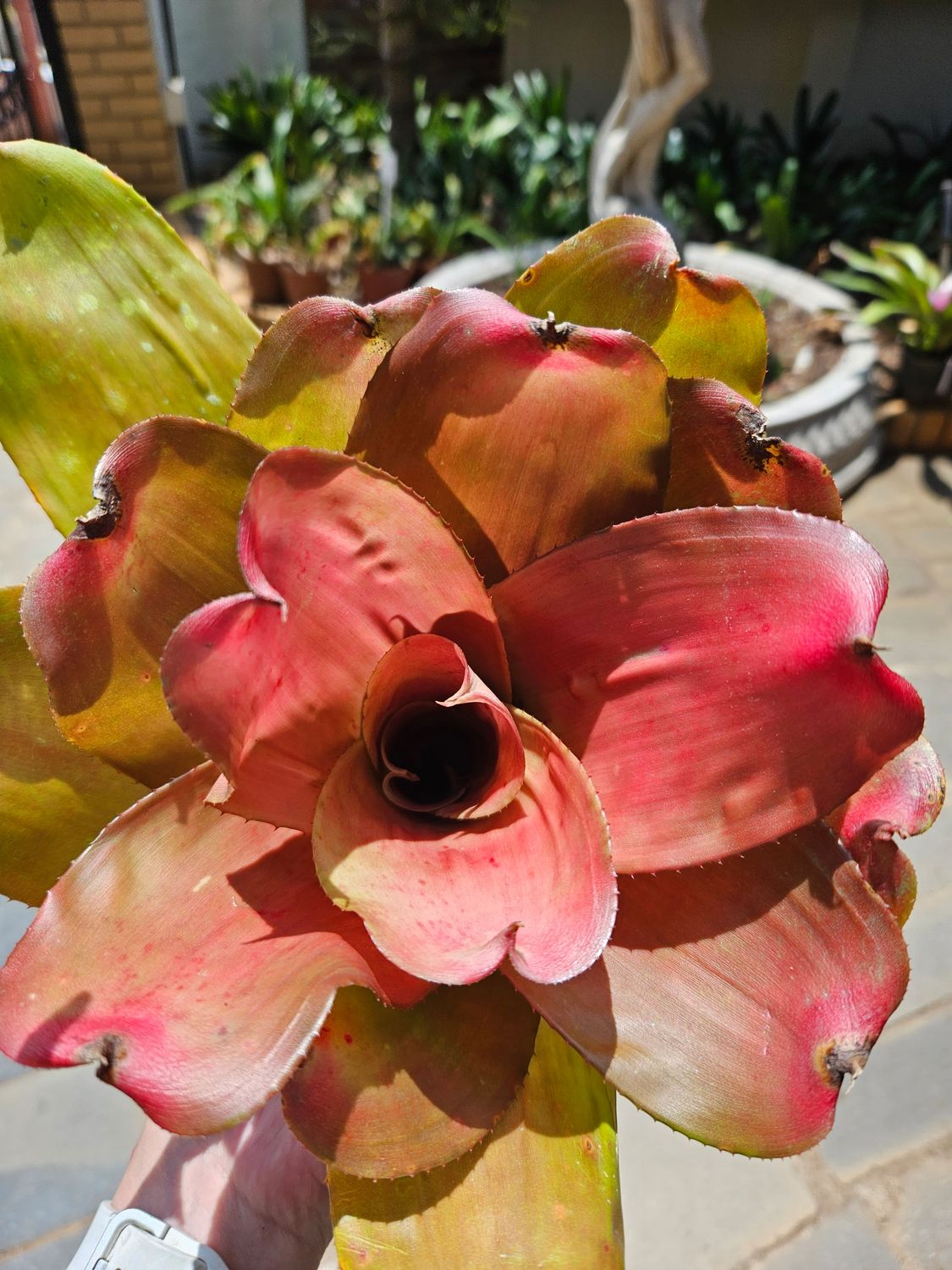 Neoregelia Debbie Neoregelia Debbie