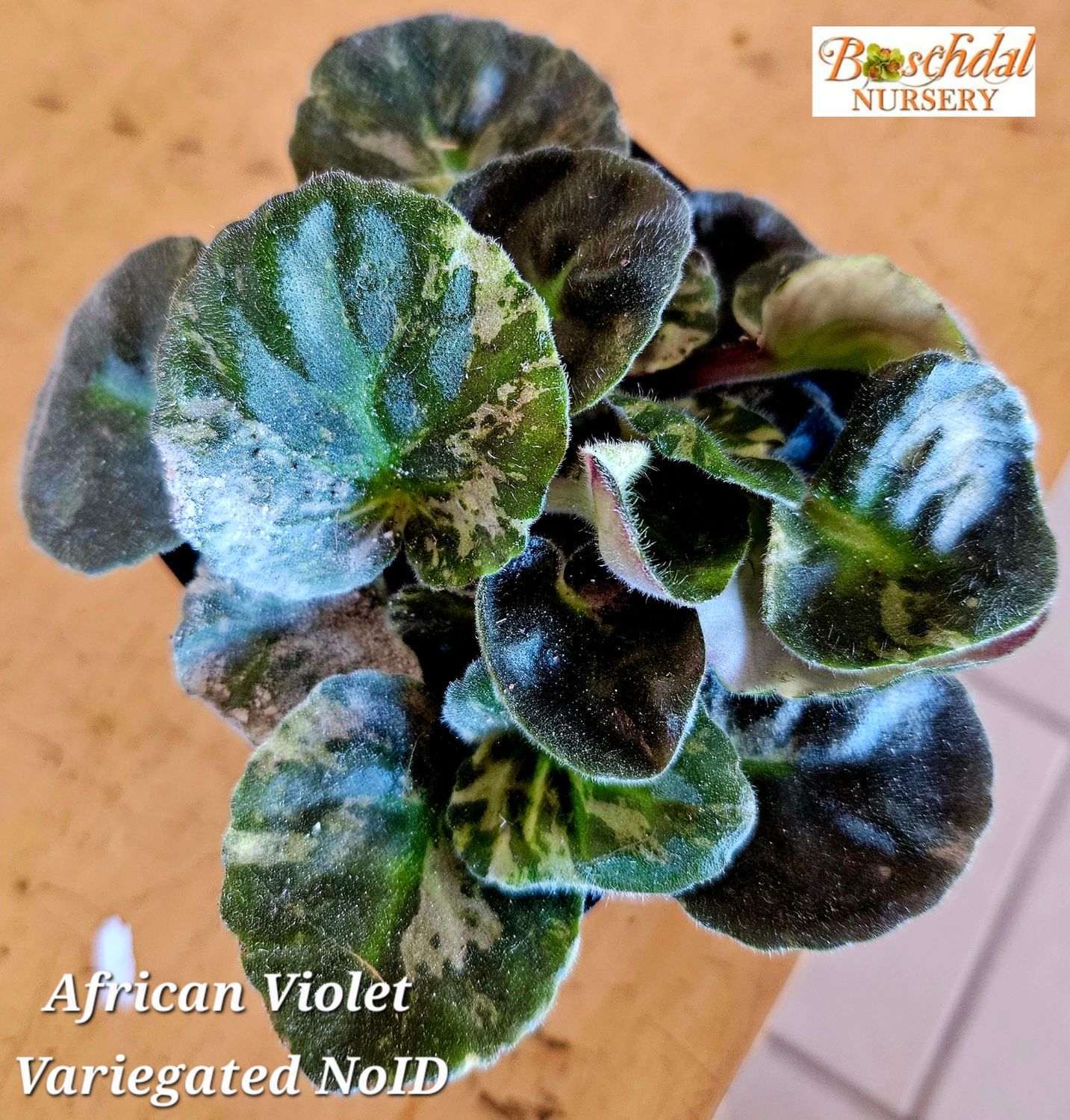 African Violet Variegated Purple Flower African Violet Variegated Purple Flower