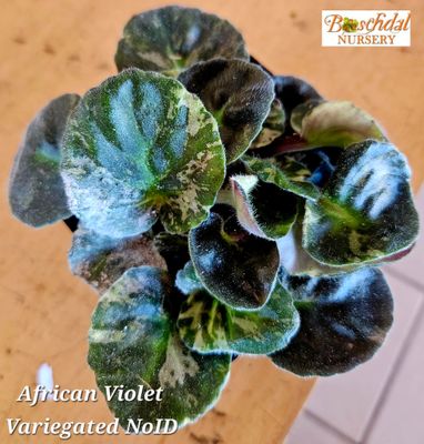 African Violet Variegated Purple Flower