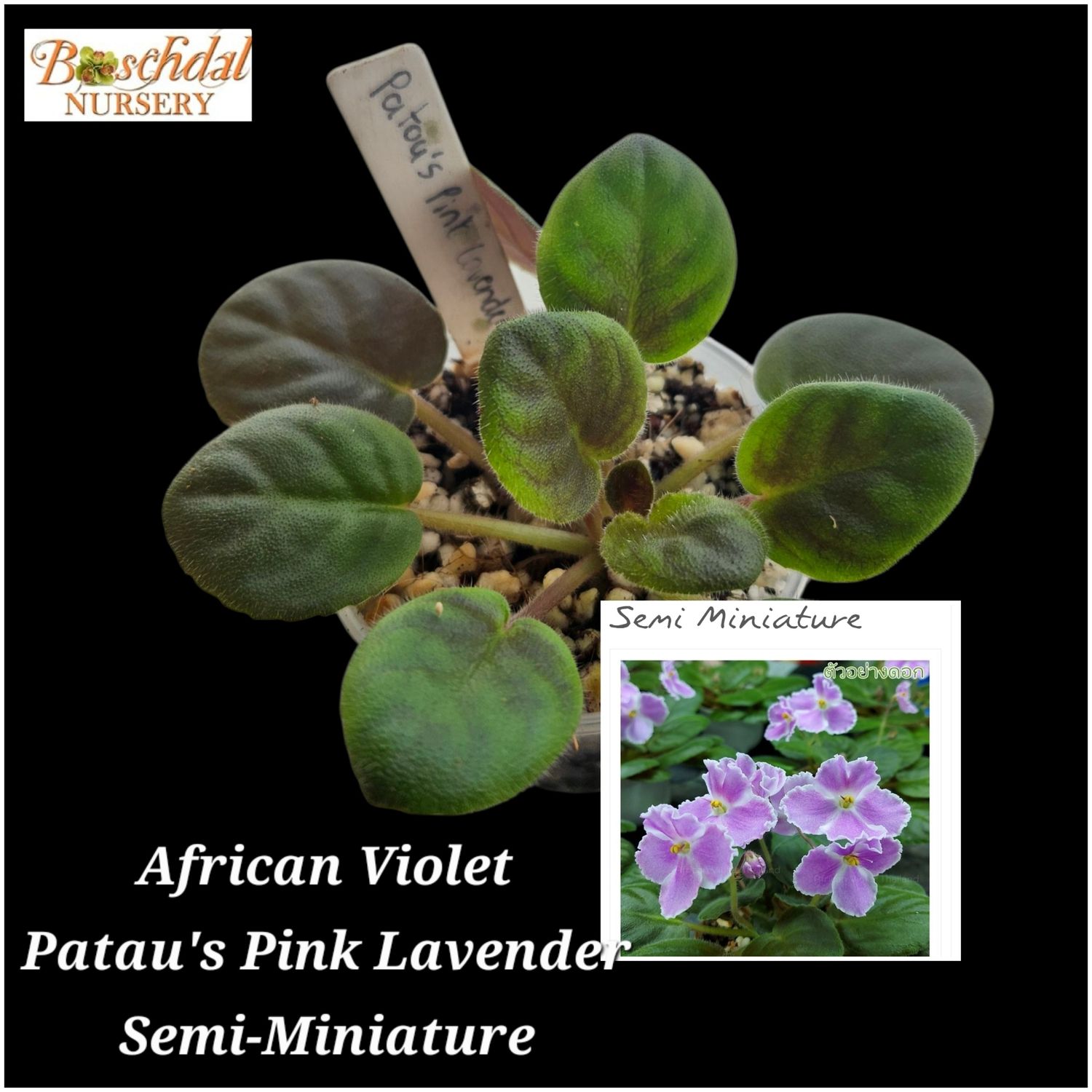African Violet Pink Lavender