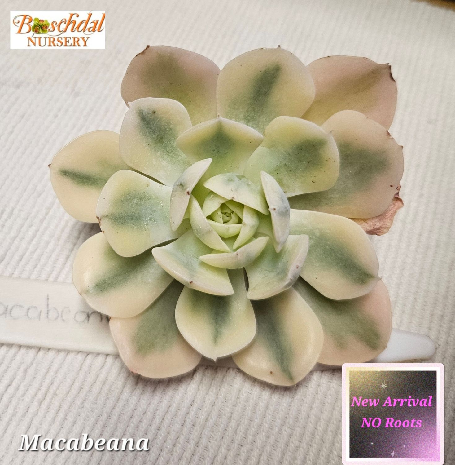 Echeveria Macabeana NEW NO ROOTS Echeveria Macabeana NEW NO ROOTS