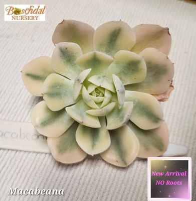 Echeveria Macabeana NEW NO ROOTS