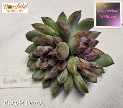 Echeveria Purple Peach NEW NO ROOTS