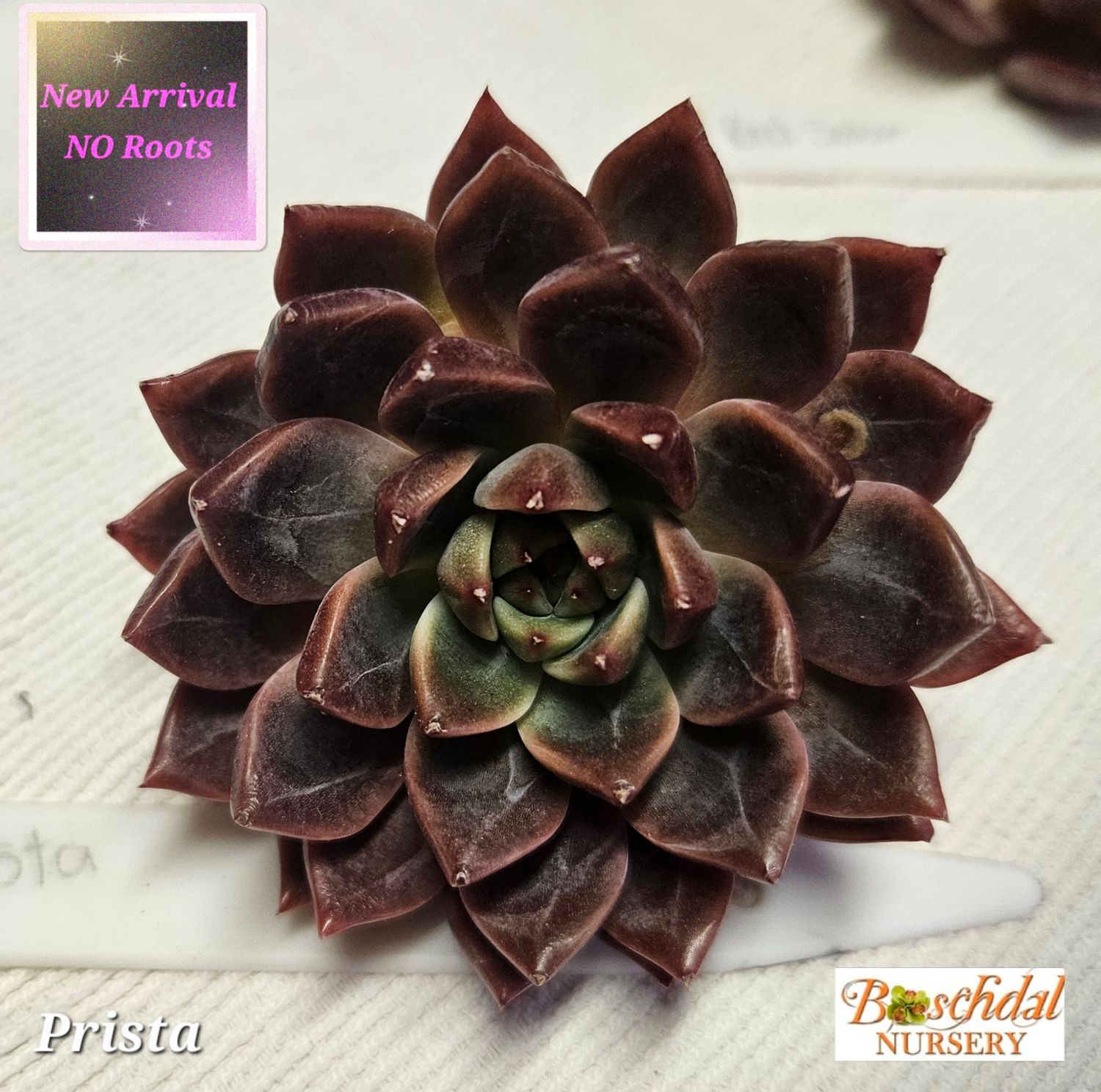 Echeveria Prista NEW NO ROOTS Echeveria Prista NEW NO ROOTS