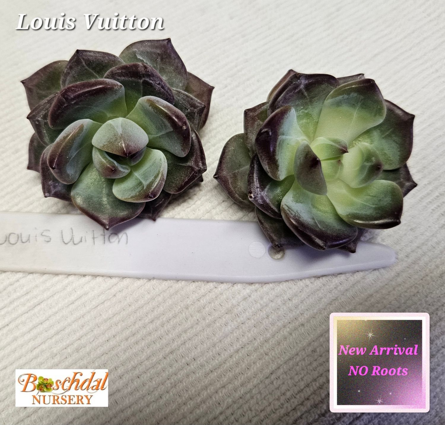 Echeveria Louis Vuitton NEW NO ROOTS Echeveria Louis Vuitton NEW NO ROOTS