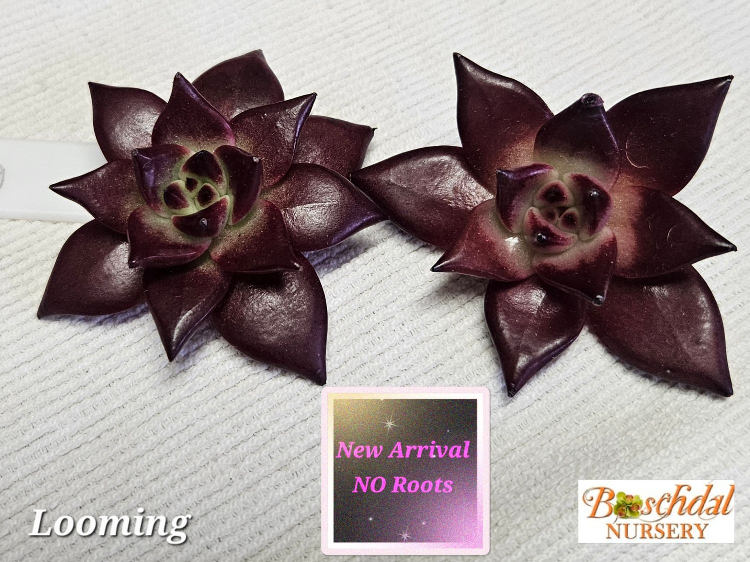 Echeveria Looming NEW NO ROOTS Echeveria Looming NEW NO ROOTS