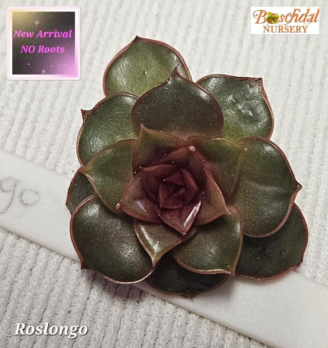 Echeveria Roslongo NEW NO ROOTS Echeveria Roslongo NEW NO ROOTS