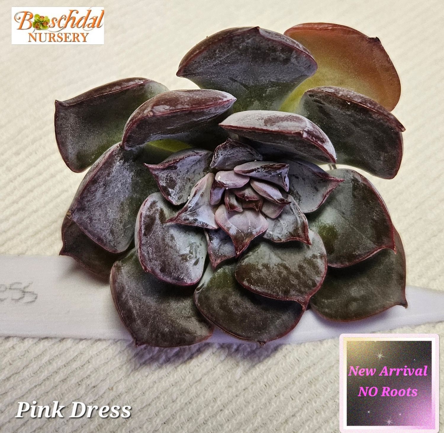 Echeveria Pink Dress NEW NO ROOTS Echeveria Pink Dress NEW NO ROOTS