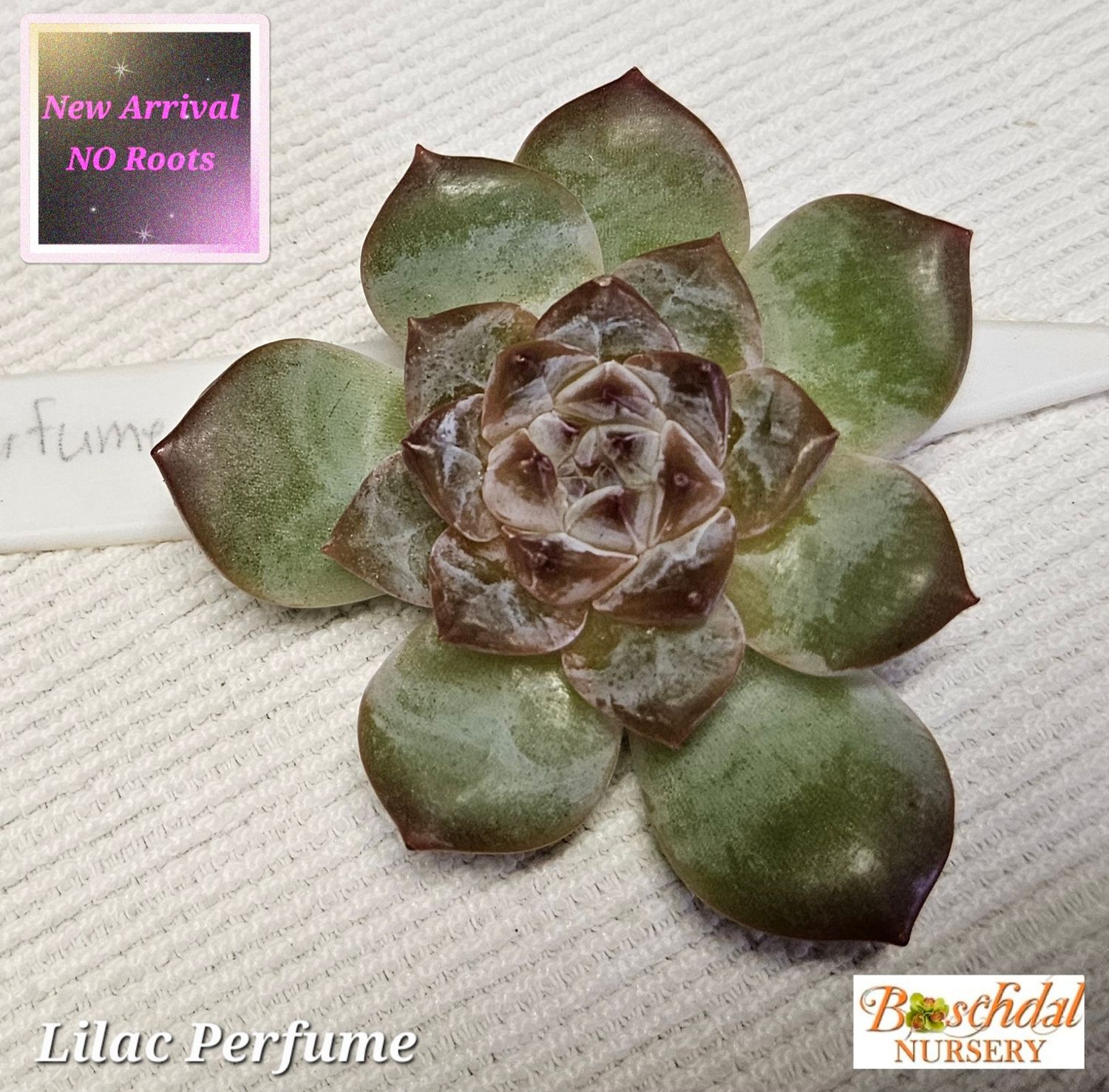 Echeveria Lilac Perfume NEW NO ROOTS