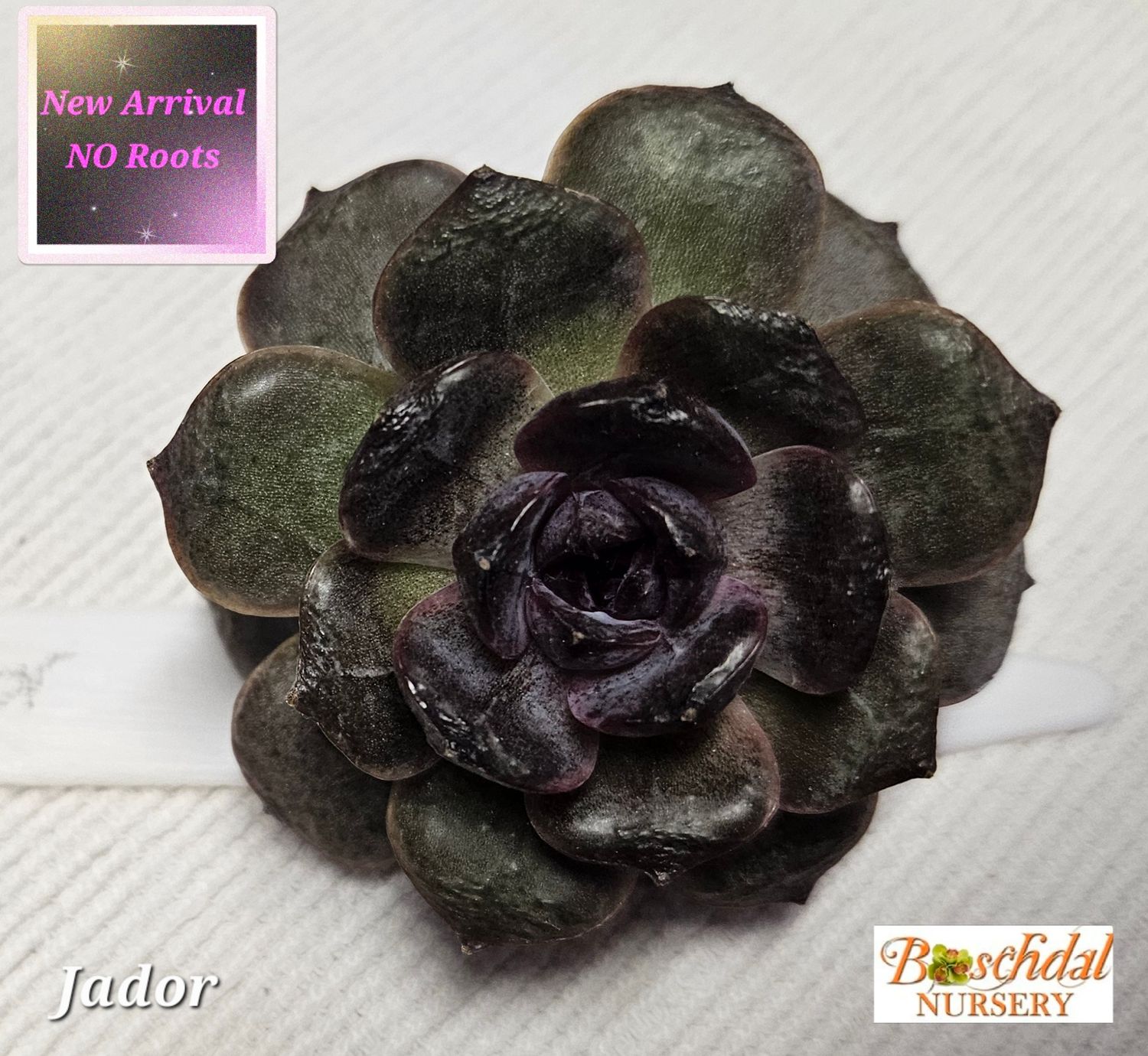 Echeveria Jador NEW NO ROOTS Echeveria Jador NEW NO ROOTS