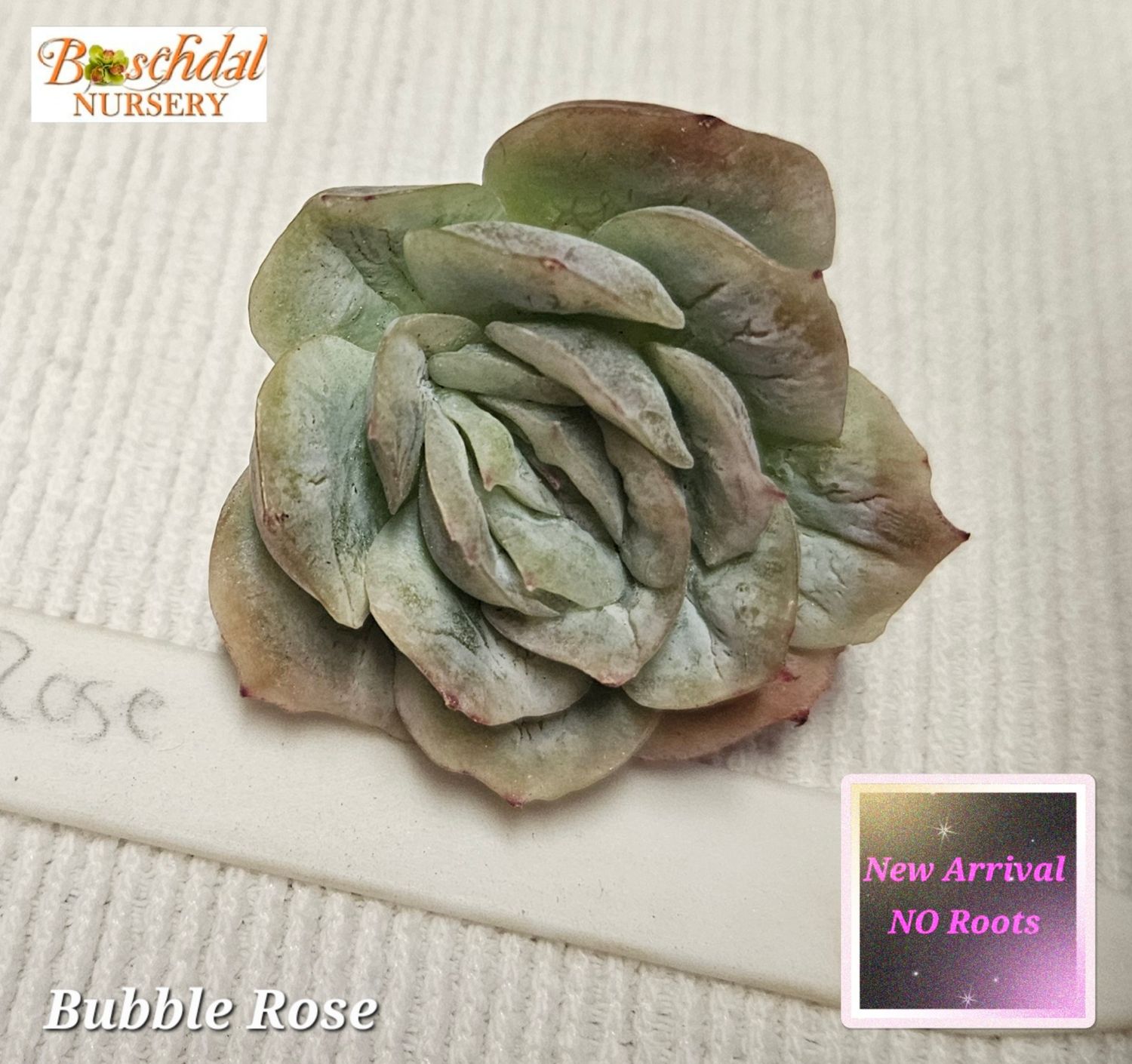 Echeveria Bubble Rose NEW NO ROOTS Echeveria Bubble Rose NEW NO ROOTS