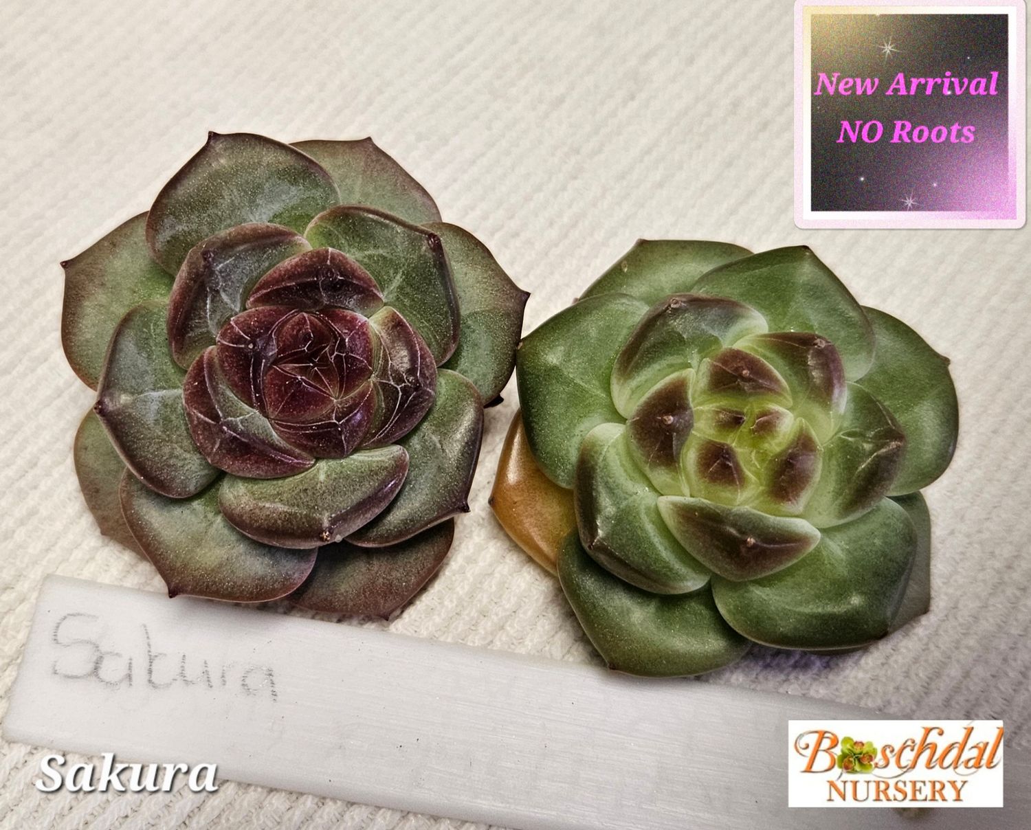 Echeveria Sakura NEW NO ROOTS Echeveria Sakura NEW NO ROOTS