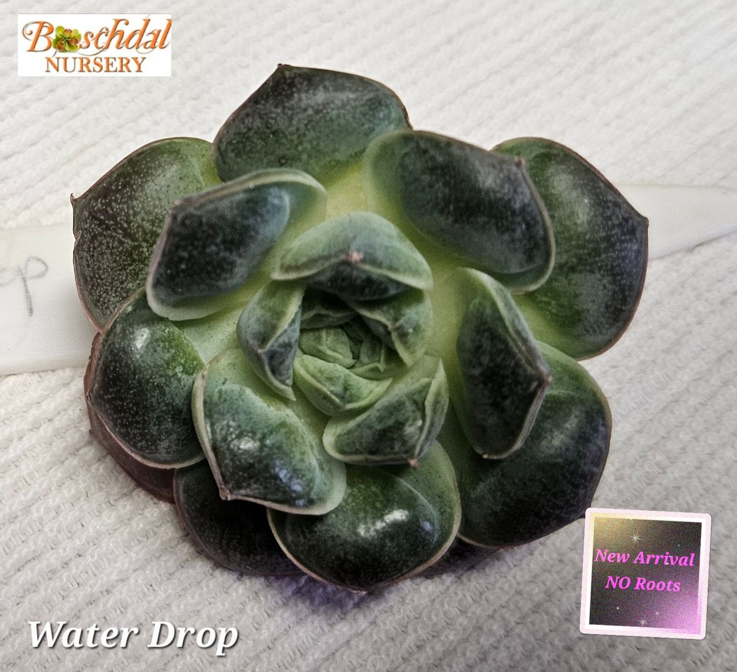 Echeveria Water drop NEW NO ROOTS Echeveria Water drop NEW NO ROOTS