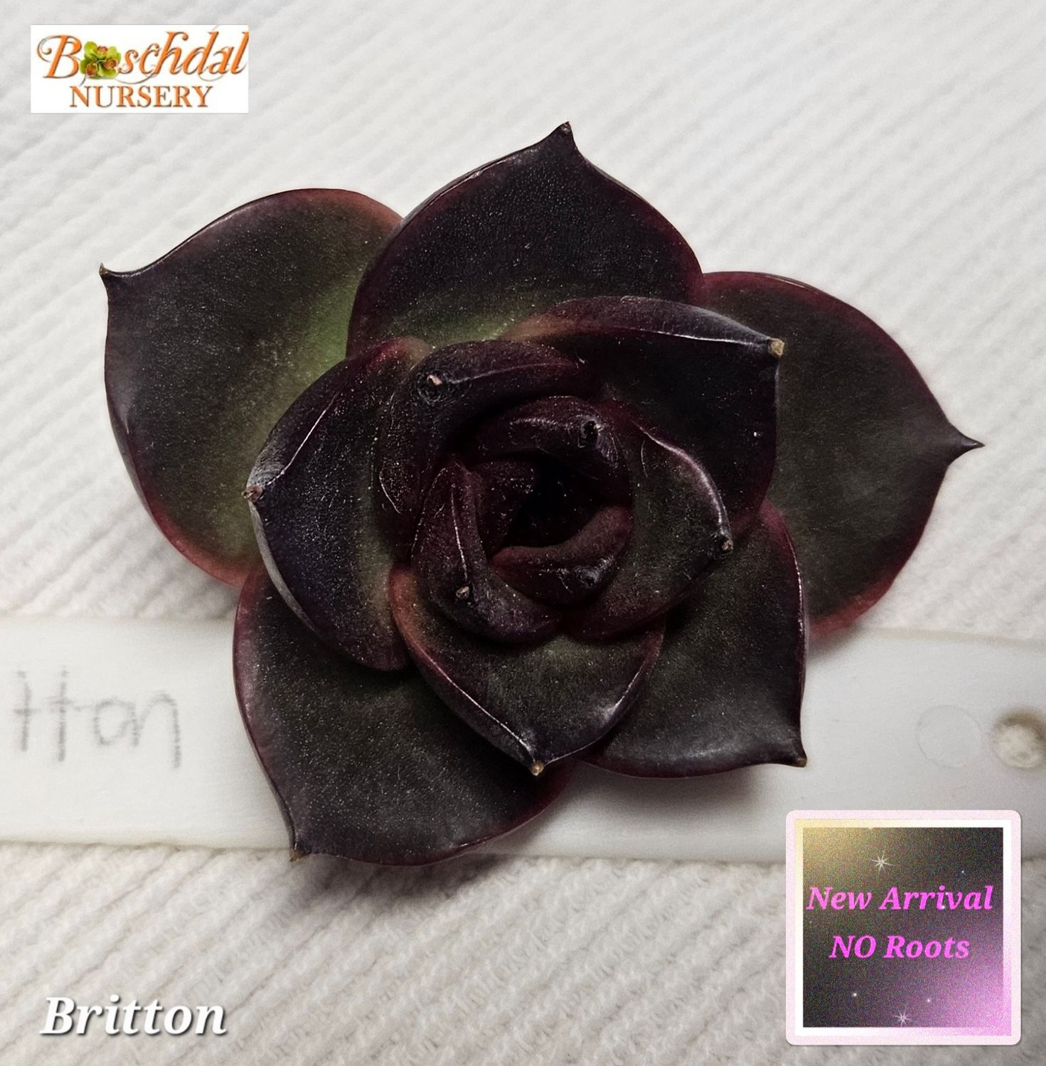 Echeveria Britton NEW NO ROOTS Echeveria Britton NEW NO ROOTS