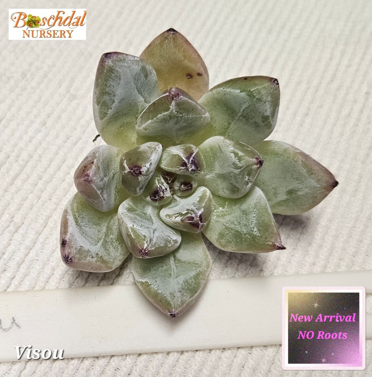 Echeveria Visou NEW NO ROOTS Echeveria Visou NEW NO ROOTS