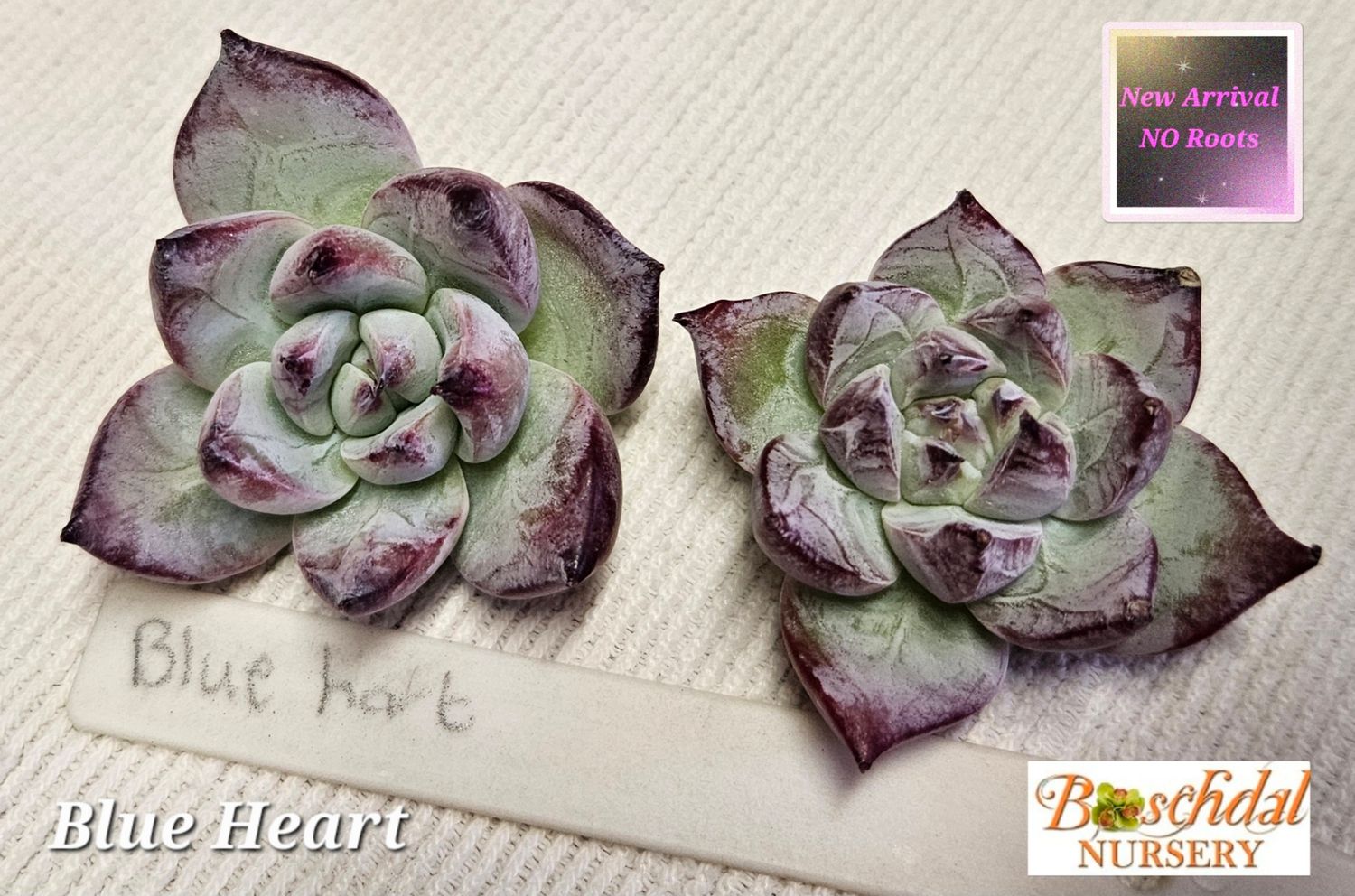 Echeveria Blue Heart NEW NO ROOTS Echeveria Blue Heart NEW NO ROOTS