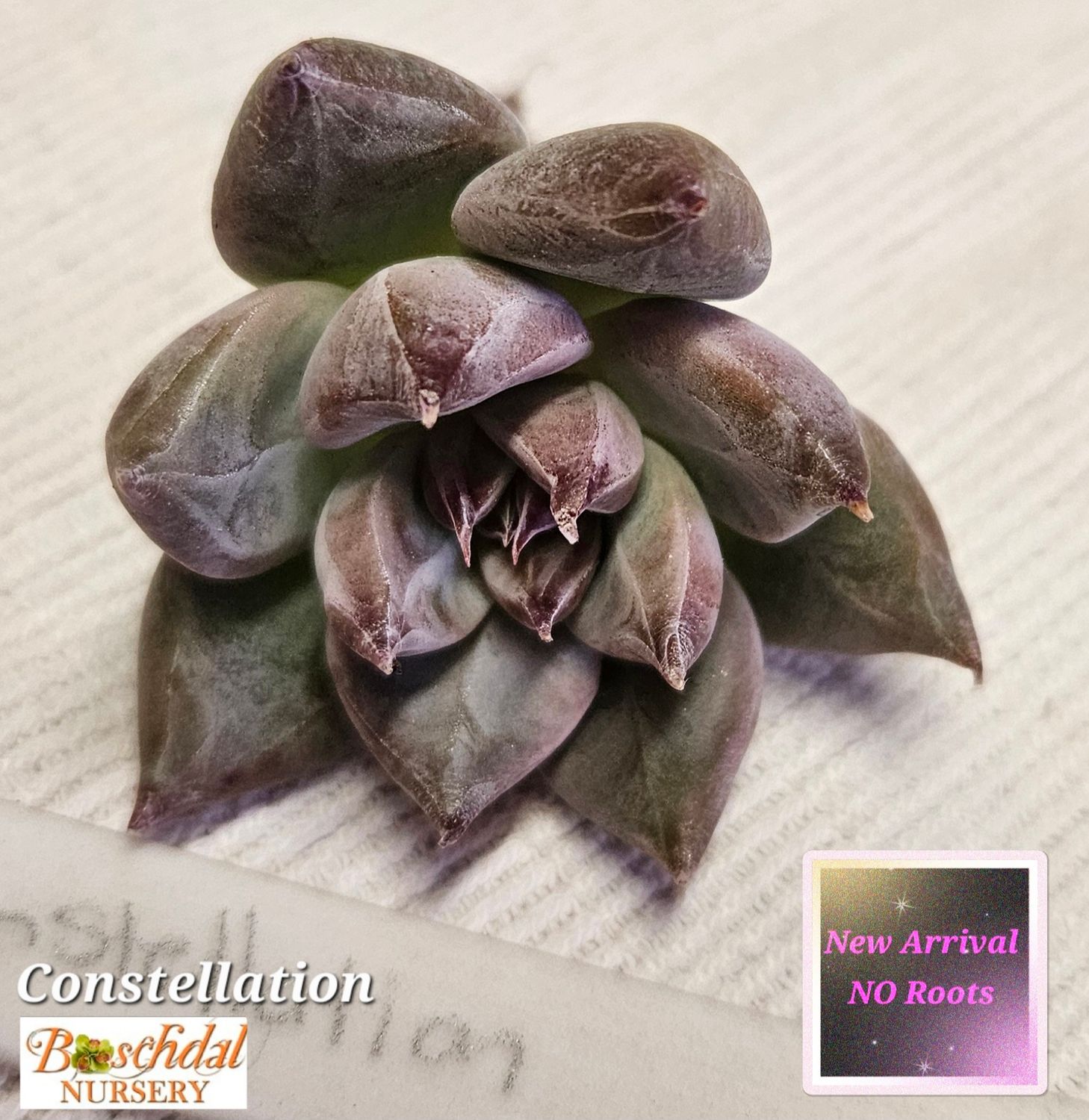 Echeveria Constellation NEW NO ROOTS Echeveria Constellation NEW NO ROOTS