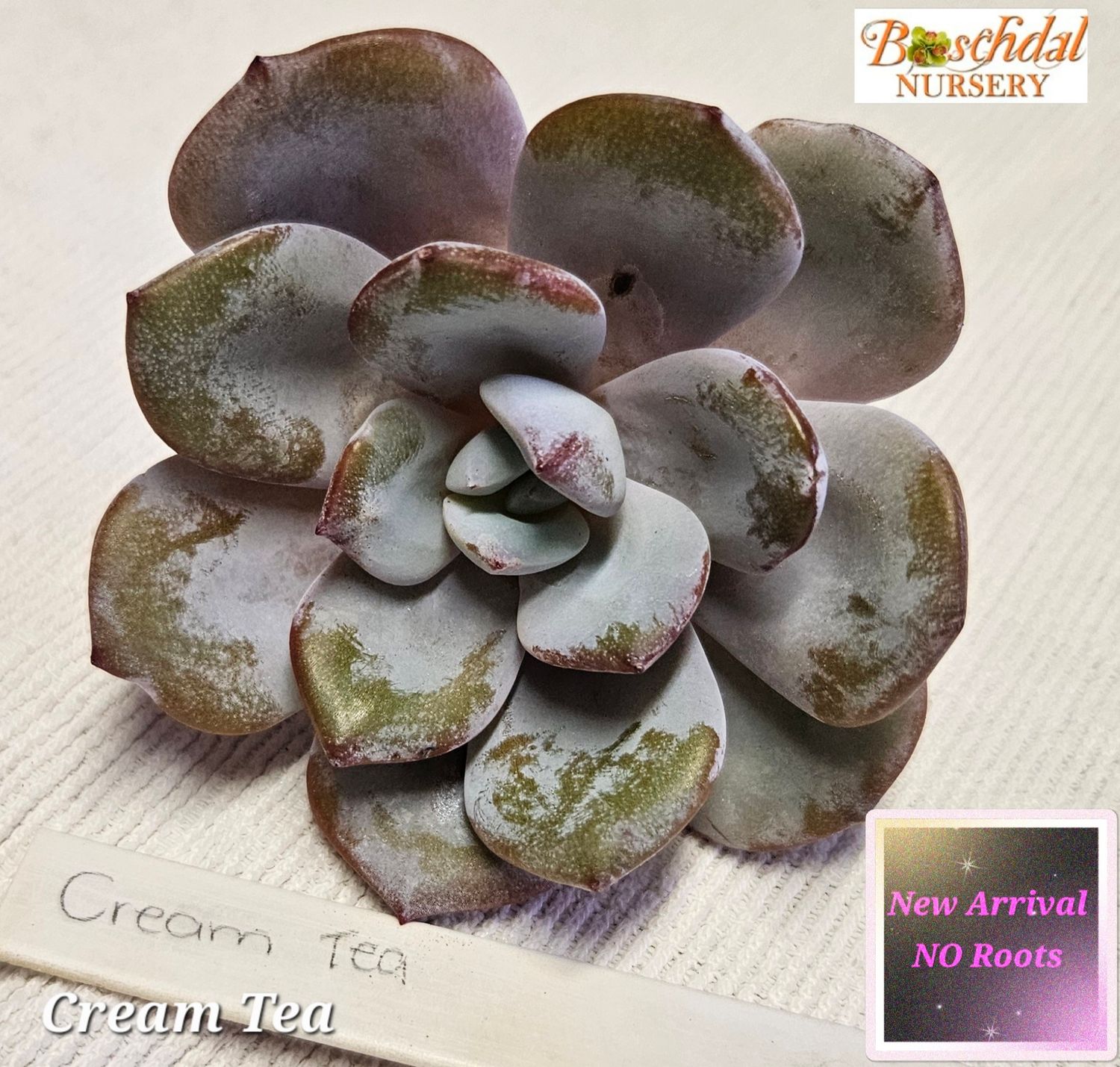 Echeveria CreamTea NEW NO ROOTS Echeveria CreamTea NEW NO ROOTS