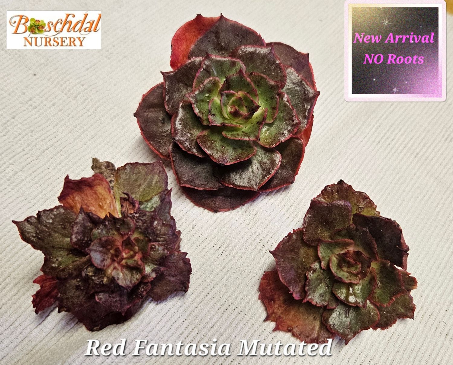 Echeveria Red Fantasia Mutated NEW NO ROOTS Echeveria Red Fantasia Mutated NEW NO ROOTS