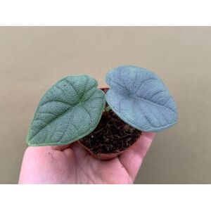 Alocasia Melo Alocasia Melo