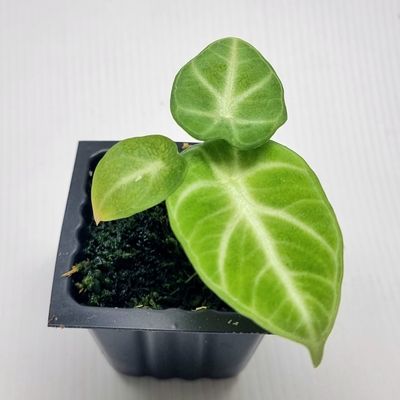 Alocasia Ninja Alocasia Ninja