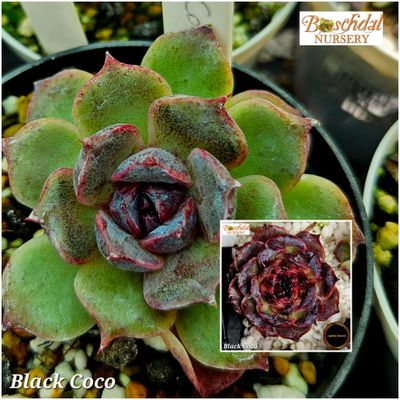 Echeveria Black Coco Echeveria Black Coco