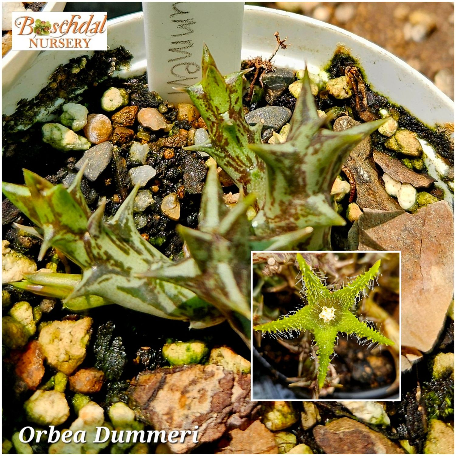 Orbea Nummeri Orbea Nummeri