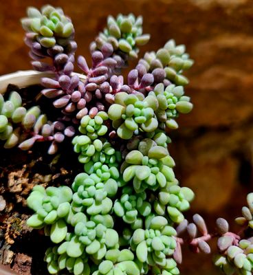 Sedum Lilac Mound