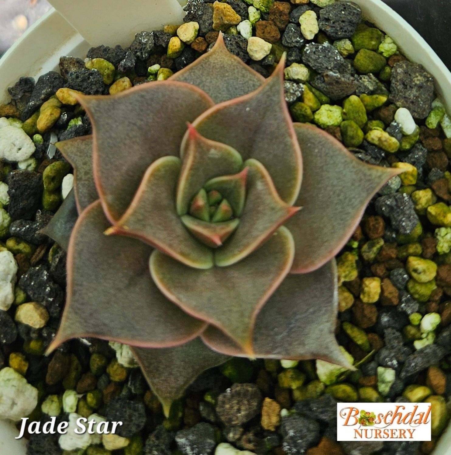 Echeveria Jade Star Echeveria Jade Star