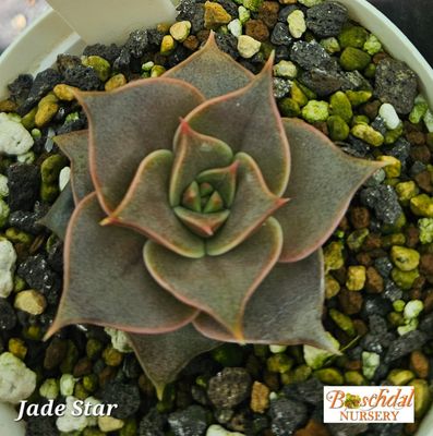 Echeveria Jade Star Echeveria Jade Star