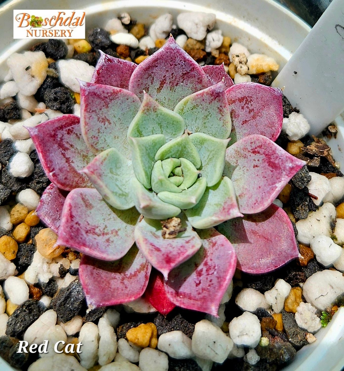 Echeveria Red Cat Echeveria Red Cat